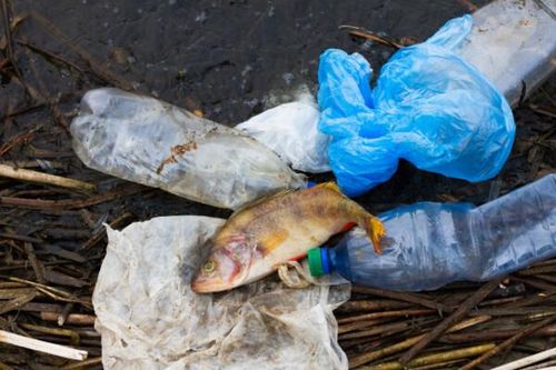 Vi sinh vật đang tự phát triển để ăn nhựa