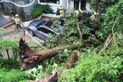 Chặt hạ hàng ngàn cây xanh, nhiều quan chức bị trừng phạt