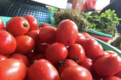 Hà Nội: Cà chua tăng giá dựng đứng, bà nội trợ phát hoảng