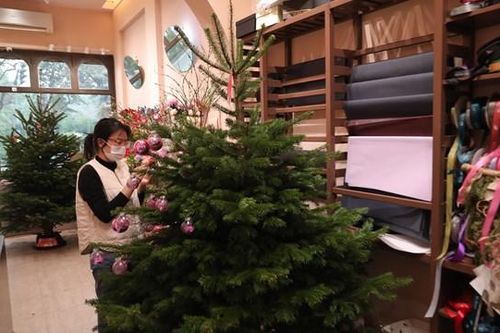 Khách 'xộp' chi trăm triệu mua cây thông nhập khẩu từ Đan Mạch chơi Noel