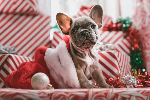 Cuối tuần thư giãn cùng cún cưng ở Thảo Điền