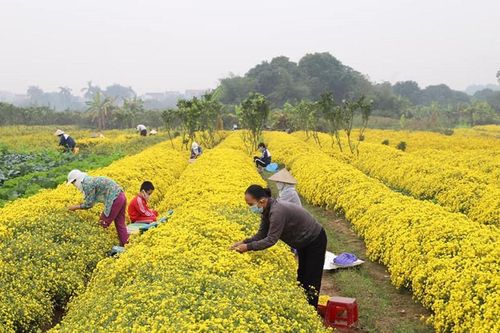 Loại hoa tiến vua có giá nửa triệu đồng/kg, dân thi nhau ra đồng hái