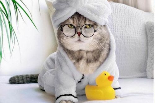Chú mèo nổi tiếng mạng xã hội với phong cách thời trang sành điệu