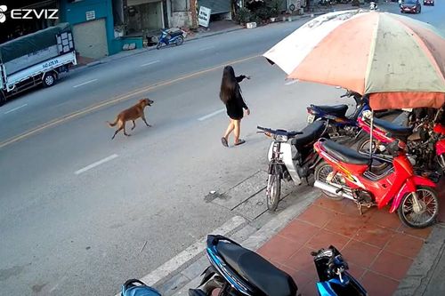 Bức xúc cảnh cô gái hồn nhiên thả chó chạy nghênh ngang giữa đường gây tai nạn