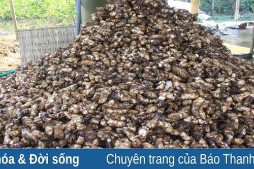 Miến dong Thuận Tâm nhộn nhịp chuẩn bị đơn hàng vào tết