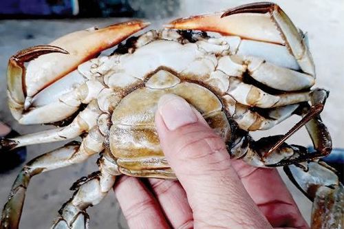 Kinh tế Nông nghiệp - Nông thôn Hướng mới từ nuôi cua gạch