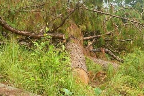 19 dự án ở Lâm Đồng 'nuốt' trên 777ha rừng