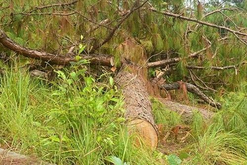Lời khẩn cầu từ những cánh rừng ở Lâm Đồng
