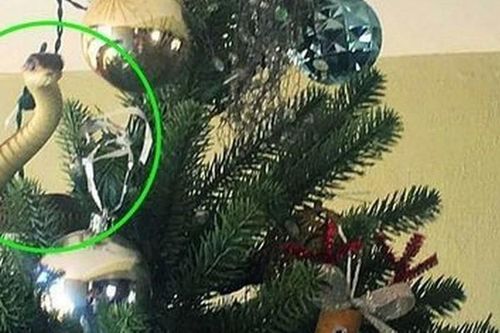 Bất ngờ với 'vị khách không mời mà đến' trên cây thông Noel