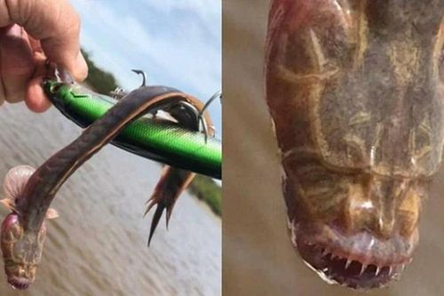Đi câu cá, bất ngờ bắt được sinh vật kỳ dị giống hệt rồng