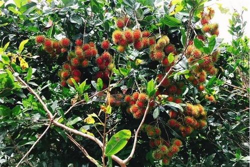 Đồng Nai: Diện tích cây ăn trái có xu hướng tăng