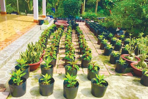 Trồng hoa Tết tại nhà