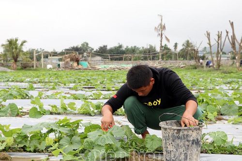 Hiệu quả ứng dụng khoa học kỹ thuật vào sản xuất nông nghiệp