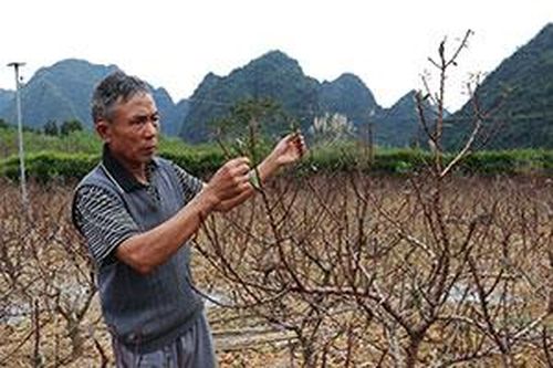 Bắc Sơn: Tăng thu nhập từ trồng đào cảnhTin khácTrải thảm đón nhà đầu tưChung tay phòng chống HIV/AIDS trong bối cảnh dịch COVID-19