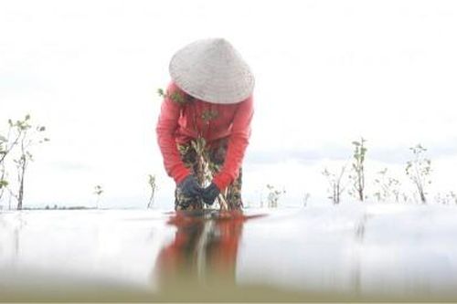 Kinh tế Khoa học - công nghệ Bảo vệ 'tài nguyên' trù phú của vùng đất ngập nước