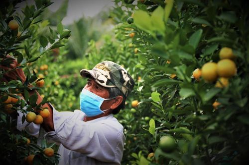 Nông dân thủ phủ hoa, cây cảnh vào vụ Tết: Giảm bớt sản lượng, chất chồng nỗi lo