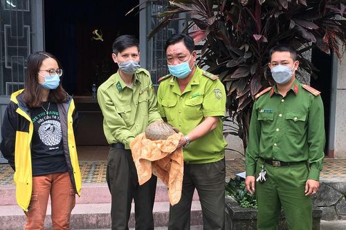 Cứu hộ 7 cá thể động vật hoang dã từ 5 tỉnh, thành phố
