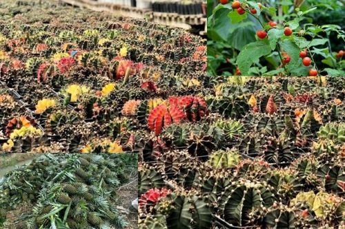Bất ngờ 3 loại cây 'toàn gai' giúp người Việt hái ra tiền