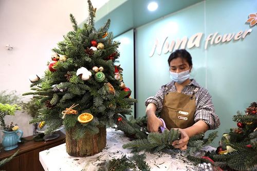 Hà Nội: Cây thông tươi 'hút' khách mùa Giáng sinh
