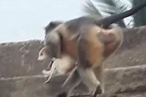 Kinh hãi đàn khỉ thảm sát 250 con chó để báo thù