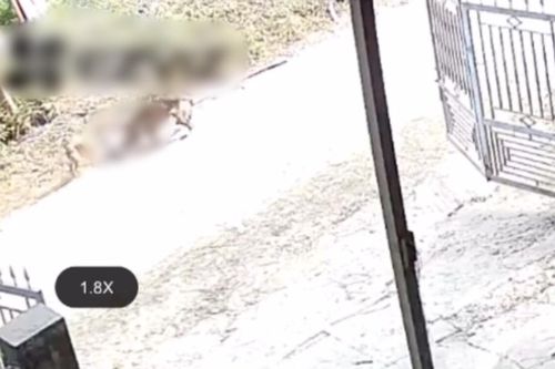 Tuyên Quang: Kinh hoàng chó dữ lao vào tấn công dã man bé trai 2 tuổi