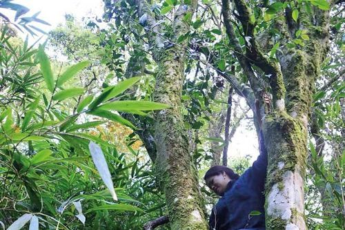 'Săn' trà cổ thụ trên đỉnh Phja Oắc
