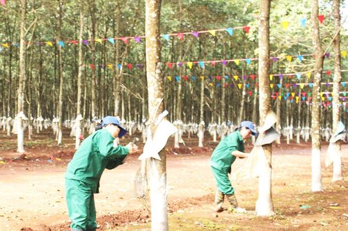 Người trồng cao su có lãi khi giá mủ tăng cao