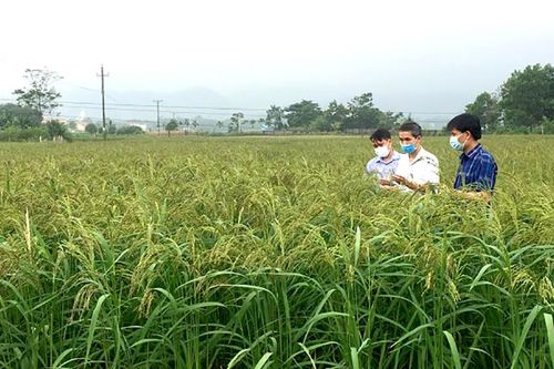 Nhân rộng mô hình lúa nếp Quạ đen ở Thanh Sơn
