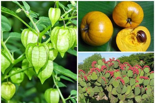 3 loại quả bị người Việt 'ghẻ lạnh', ra nước ngoài 'đắt hơn vàng'