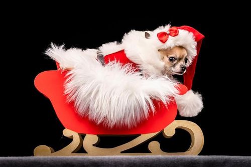 'Cute' lạc lối bộ ảnh những chú cún diện trang phục Giáng Sinh