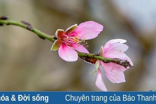 Đào Xuân Du 'thay áo' chuẩn bị đón Tết