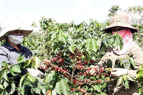 Nâng cao vai trò của hợp tác xã trong việc hỗ trợ đưa nông sản lên sàn thương mại điện tử