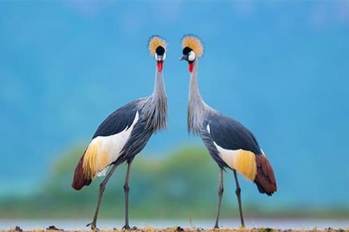 10 bức ảnh động vật hoang dã tuyệt đẹp ở Nam Phi