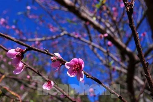 Lên 'cổng trời' ngắm hoa đào bung nở