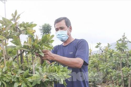 Ảm đạm thủ phủ mai vàng