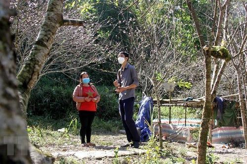 Nghệ An: Đào nở sớm, người dân vùng cao lo thất thu dịp Tết