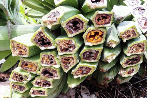 Bệnh chuối 'chảy máu' có nguy cơ lây lan khắp Đông Nam Á