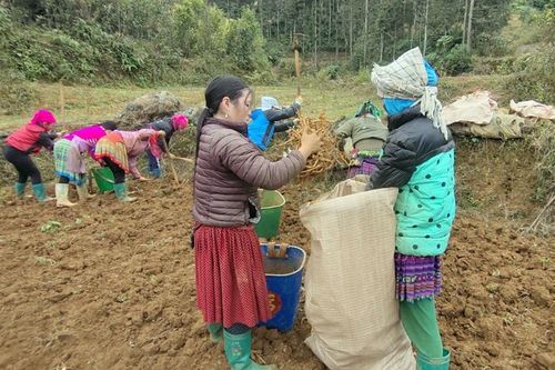 Nông dân Bắc Hà thu trên 12 tỷ đồng từ trồng dược liệu