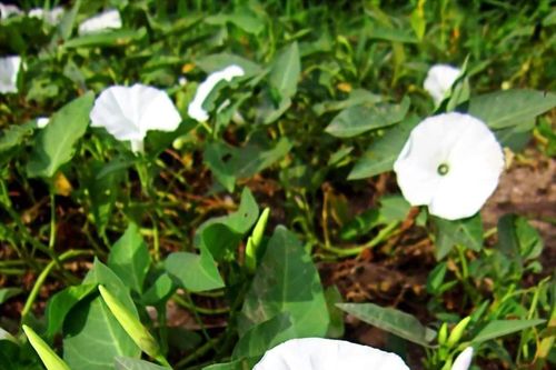 Chuyện kể từ chiến trường K