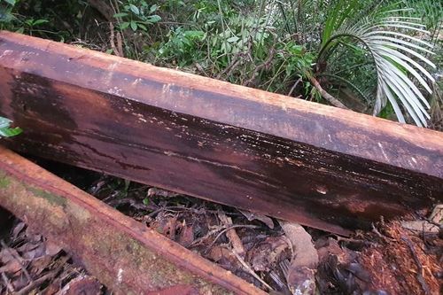 'Nóng' về vi phạm môi trường và khai thác, vận chuyển gỗ trái phép