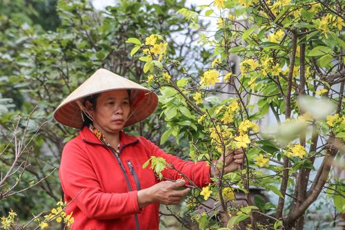 Nông dân lo thất thu vì 'thủ phủ' đào, mai nở hoa sớm