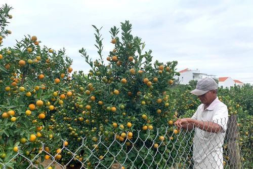 Người dân 'thủ phủ' quất cảnh miền Trung mong chờ vụ Tết