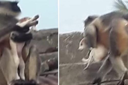 Khỉ kéo chó lên nóc nhà để thả xuống trả thù