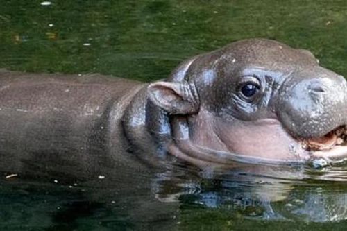 'Cute' lạc lối chú hà mã nấm lùn vừa chào đời tại vườn thú Sydney