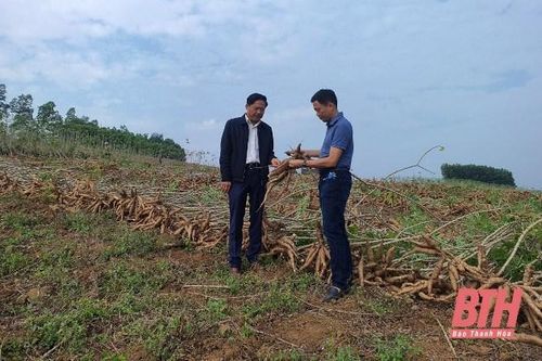 Giải pháp phát triển bền vững cây sắn trên địa bàn Thanh Hóa