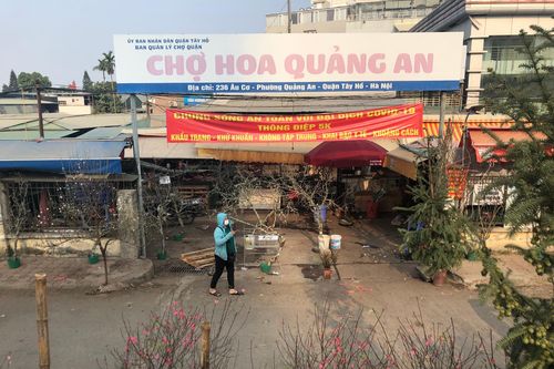 Sắc đào nở rộ tại chợ hoa Quảng An trước thềm năm mới