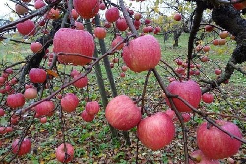 Táo khủng Nhật Bản mỗi quả có giá gần nửa triệu đồng hút khách