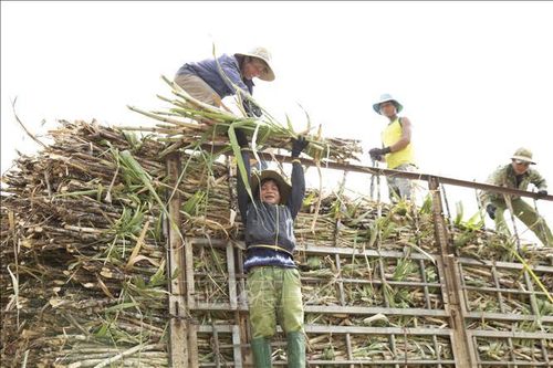 Vị ngọt từ mía