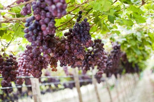 Nhu cầu về thực phẩm của Peru gia tăng tại Việt Nam