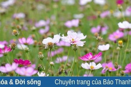 Say ngắm cánh đồng hoa nở rộ bên sông Tào